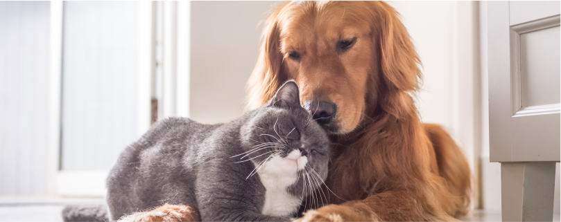 Pets