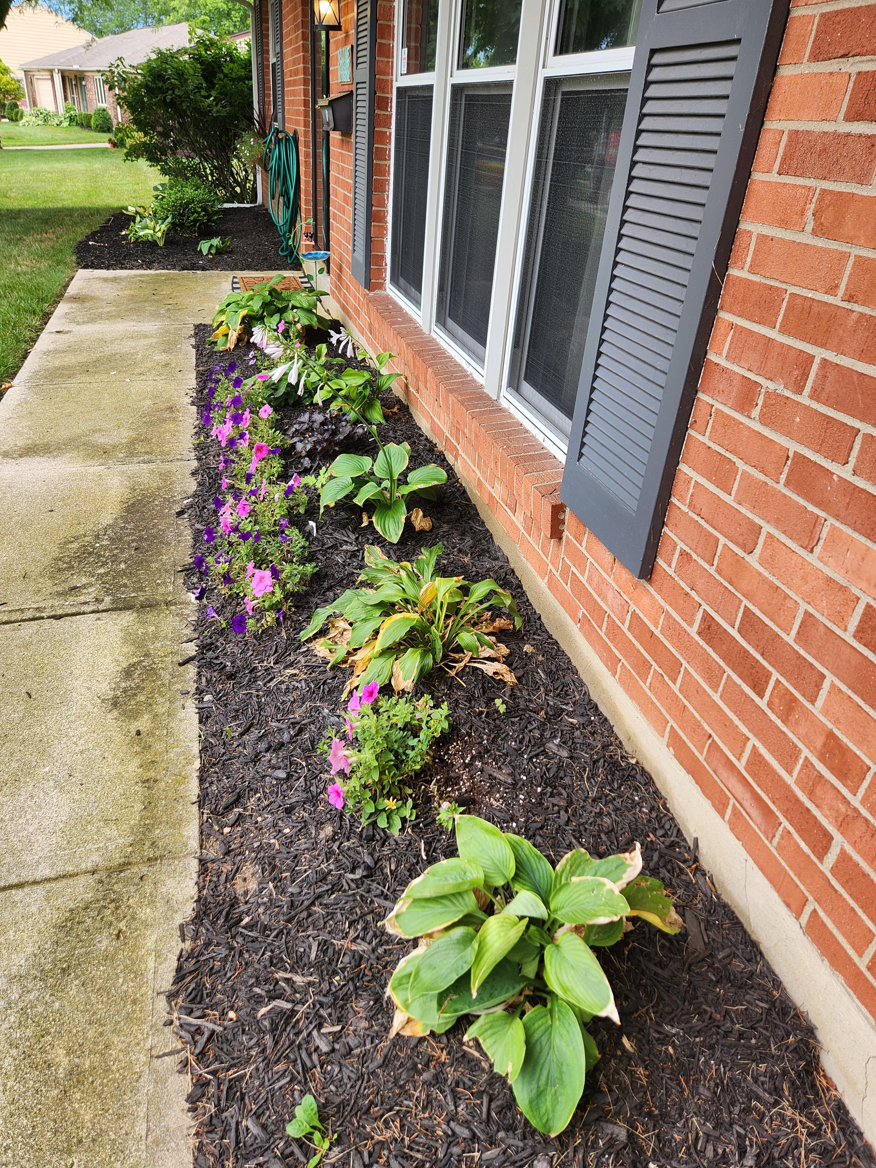 freshly landscaped front plant bedding