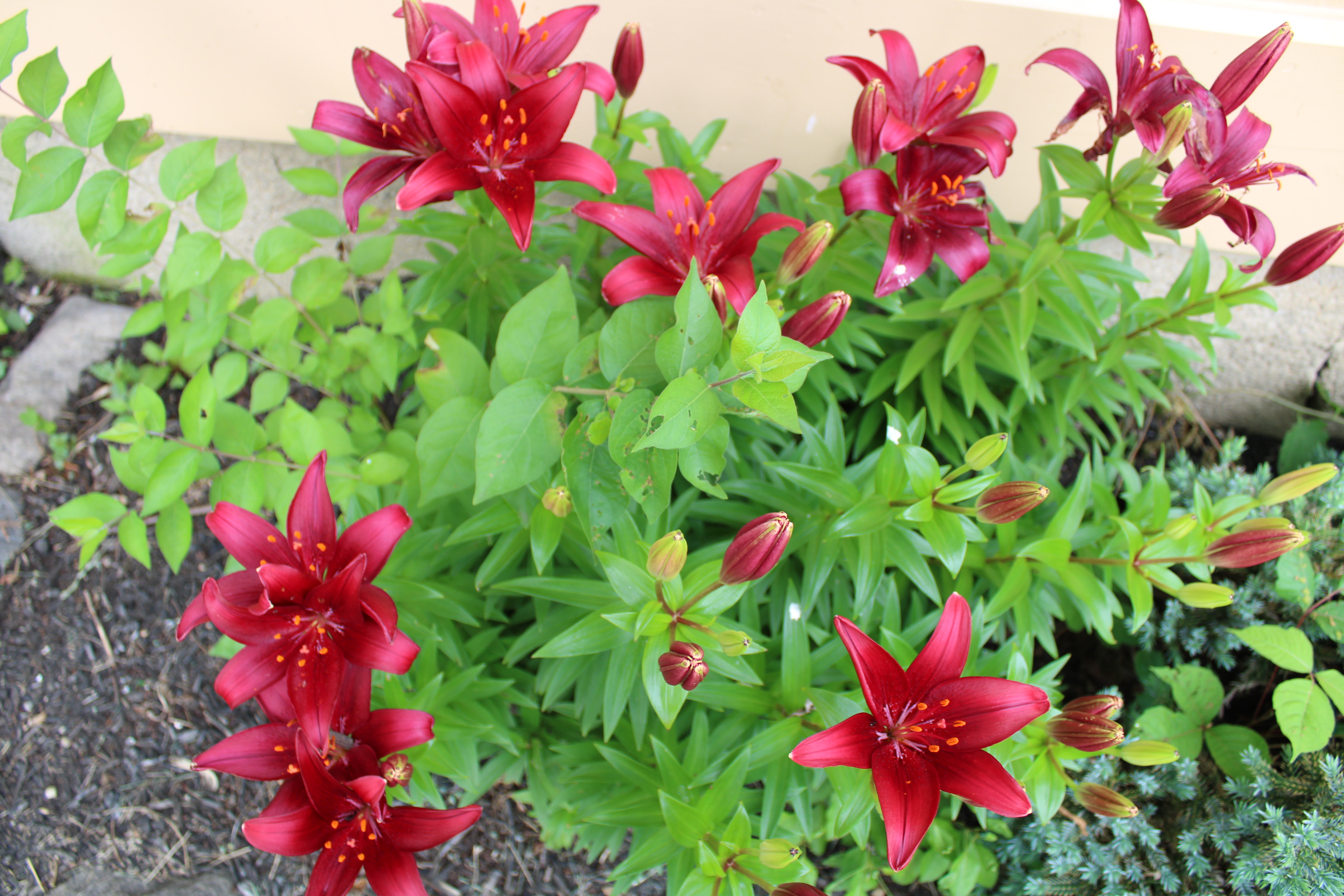 Annual Flowers in Bloom are a pop of color Annual Flowers in Bloom are a pop of color