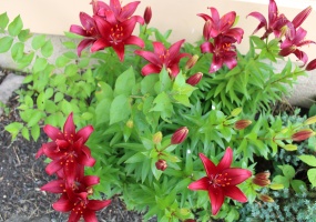 Annual Flowers in Bloom are a pop of color